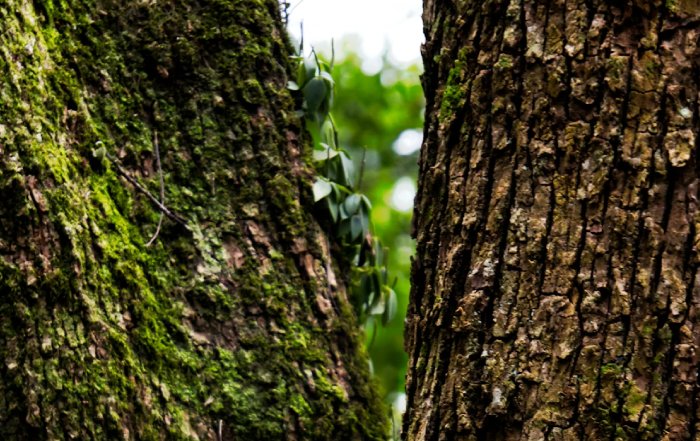 Article Image for Forestry and Carbon Credit Markets Mature