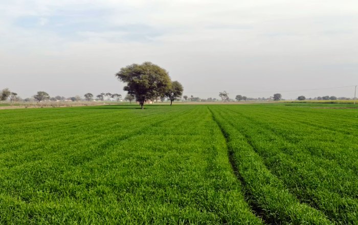 Article Image for Global Food Security and Agricultural Innovation