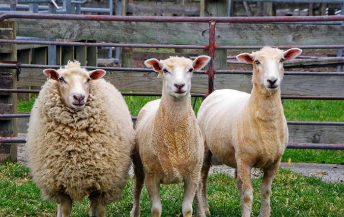 Article Image for New Zealand's Agri-Tech Innovation Gains Notice